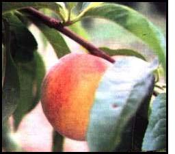 Millions of Peaches - Eggplant – WallaWallaWalls